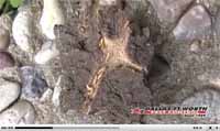 DFW Pest Control Termite Treatment